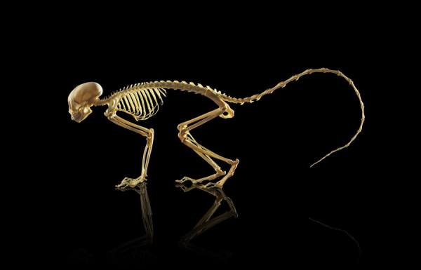 Squirrel Monkey Skeleton by Owen