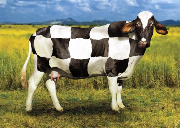 Cow World Cup by Mauro