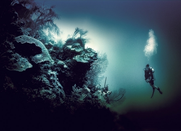 Cayman Coral Garden by Julian