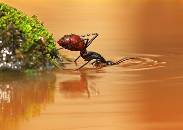 http://www.oneeyeland.com/photo4/wildlife/one_eyeland_looking_for_something_by_shikhei_goh_70978.jpg