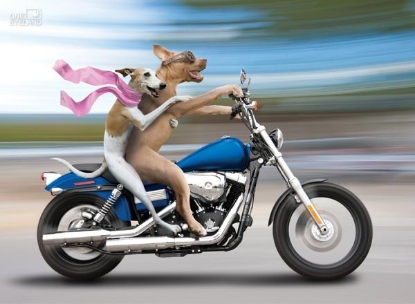 Wild Ride by John